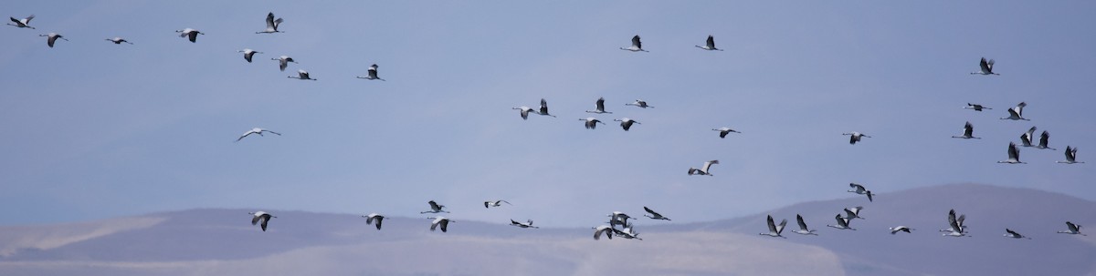 Demoiselle Crane - Behnam  Molkaraee