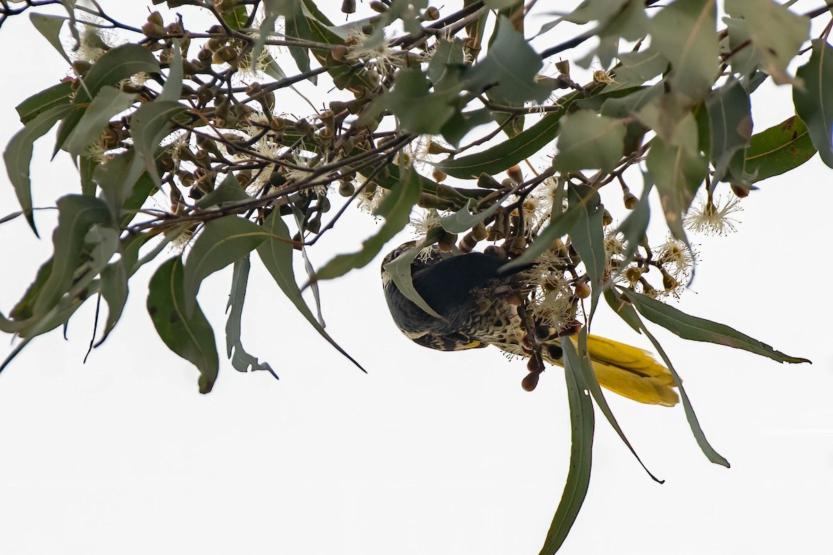 Regent Honeyeater - ML622193135