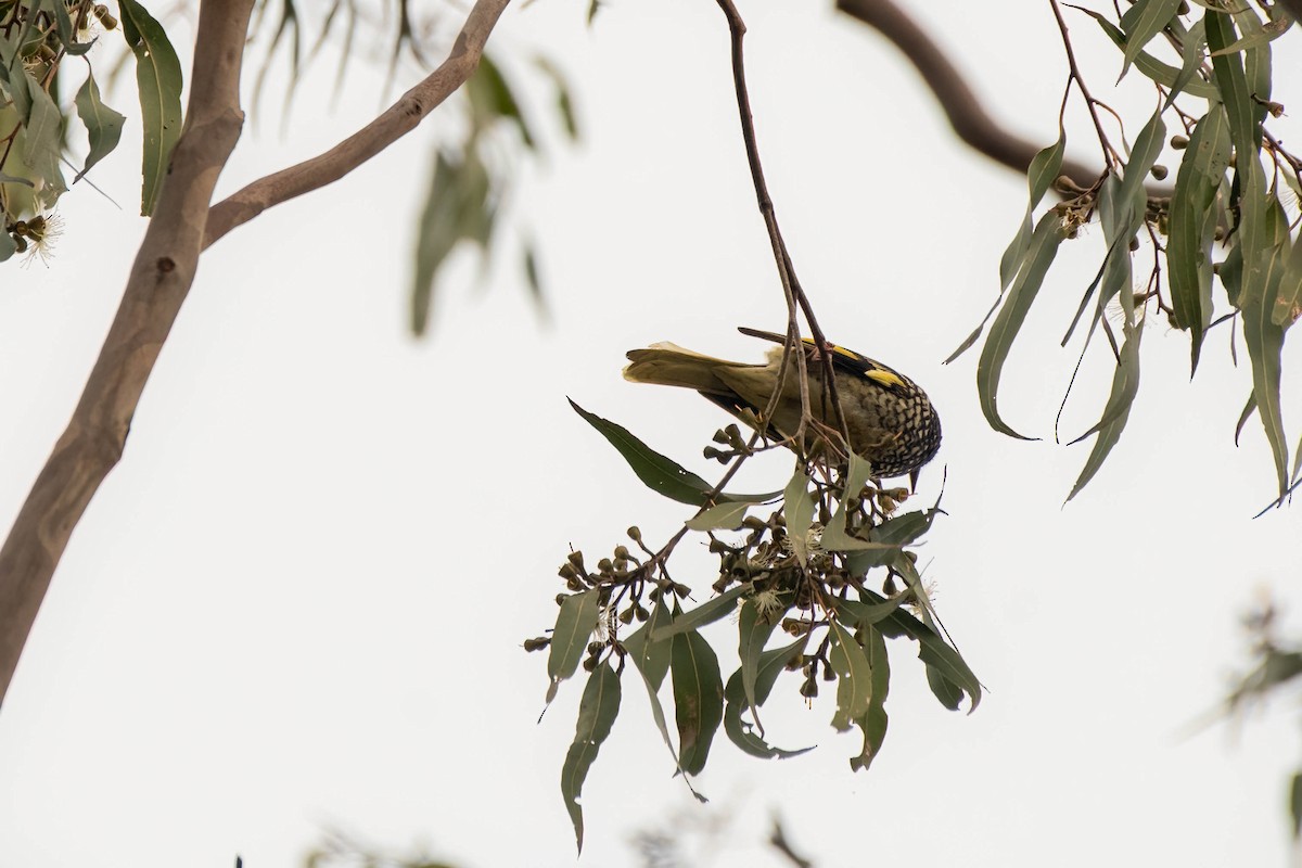 Regent Honeyeater - ML622193136