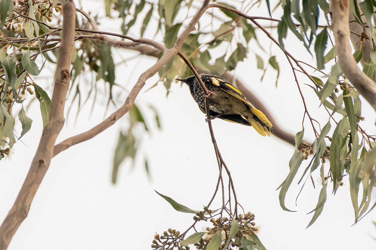 Regent Honeyeater - ML622193137