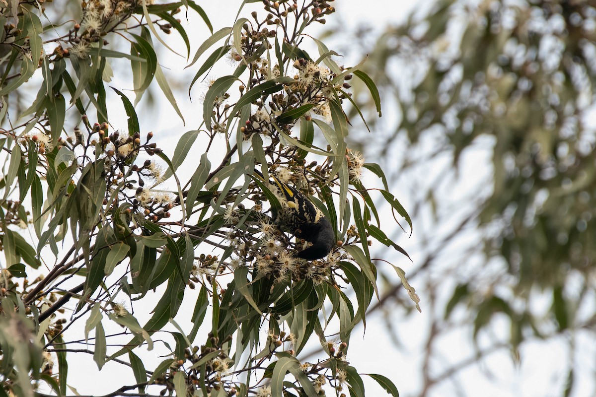 Regent Honeyeater - ML622193138