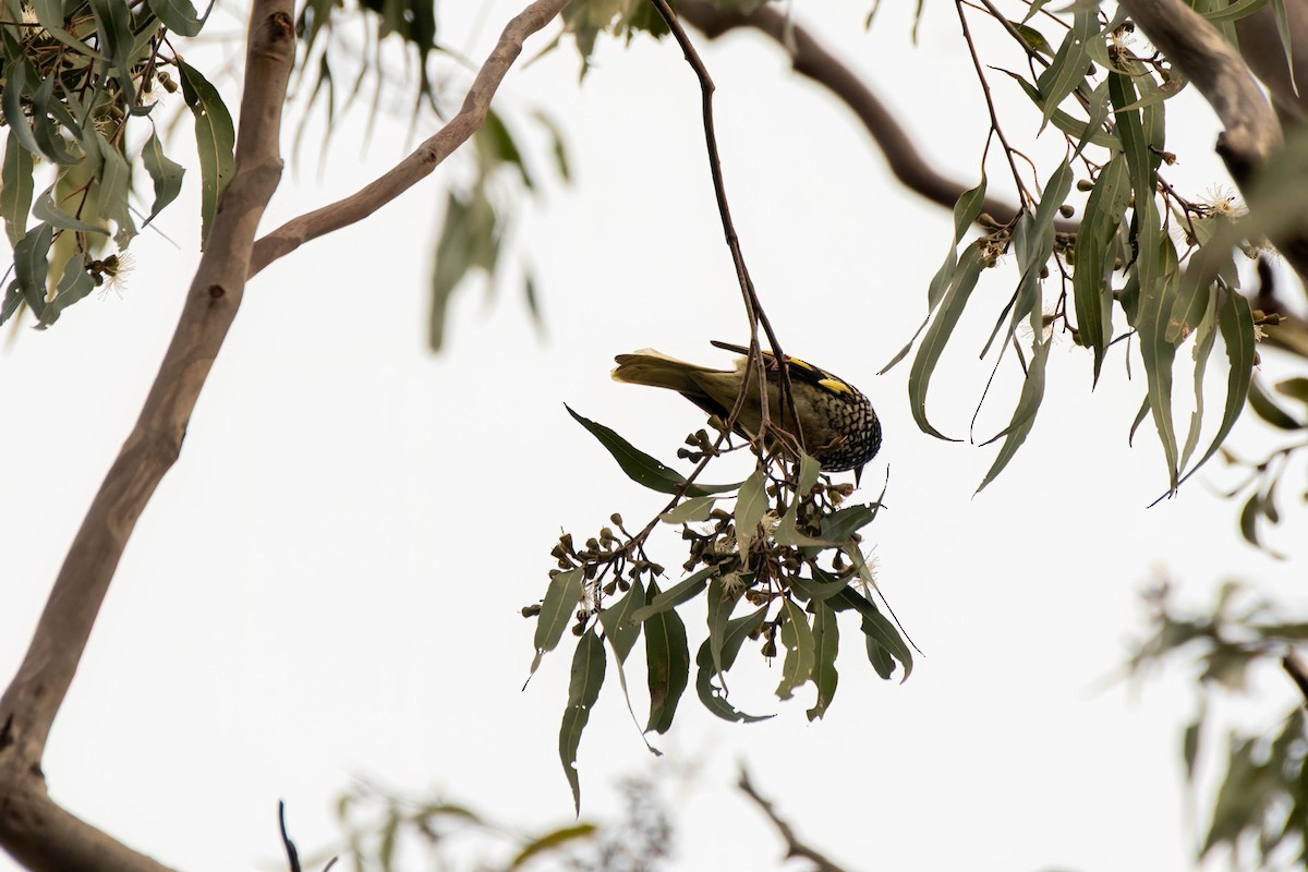 Regent Honeyeater - ML622193139