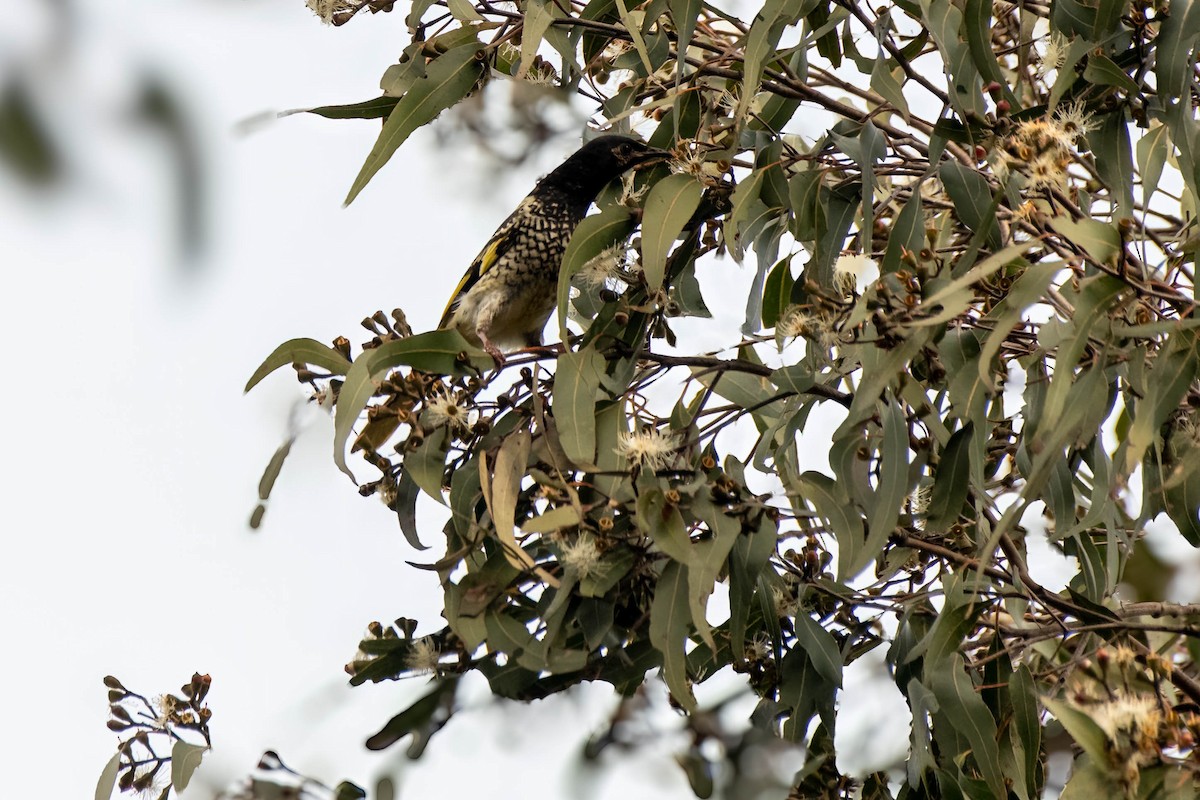 Regent Honeyeater - ML622193140