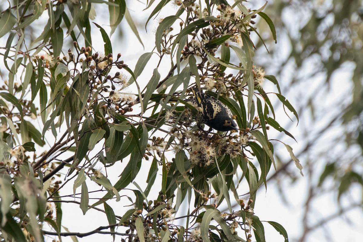 Regent Honeyeater - ML622193141