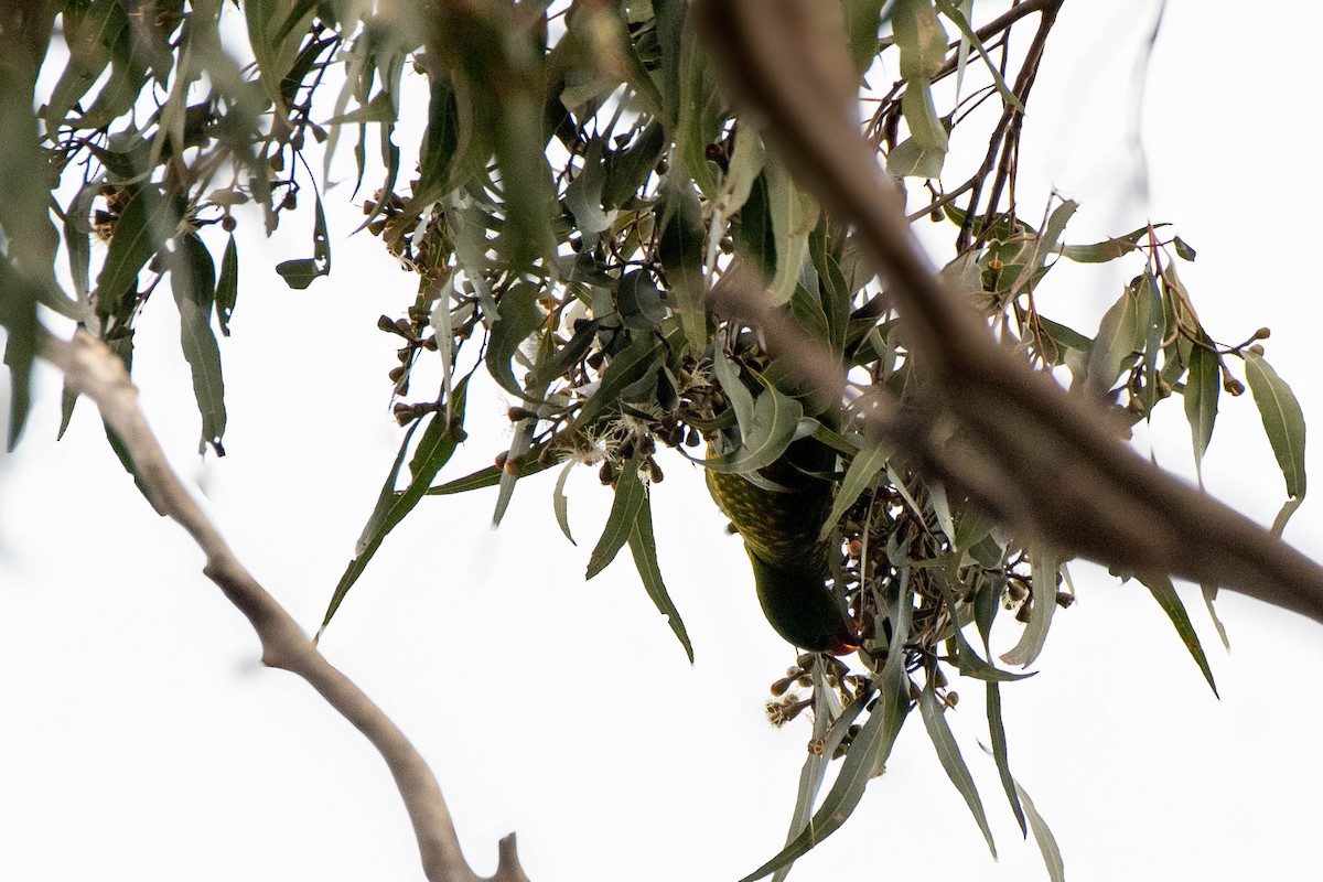 Scaly-breasted Lorikeet - ML622193143