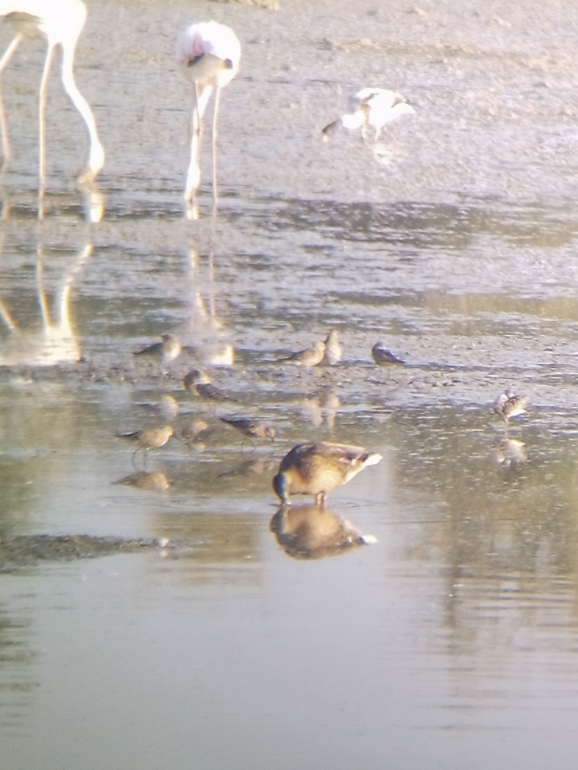 Little Stint - ML622193144