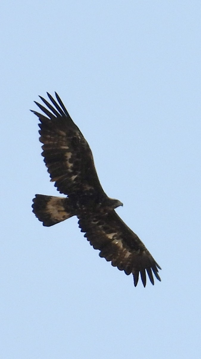 Golden Eagle - Aynur Tosun