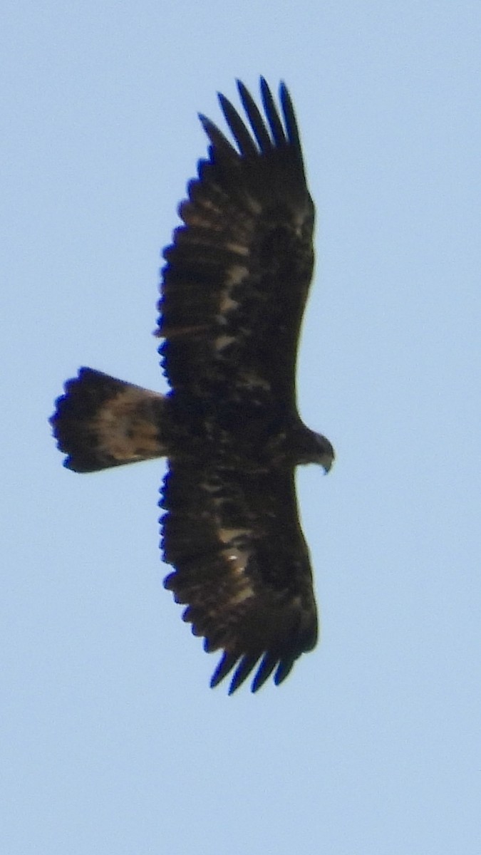 Golden Eagle - ML622193147