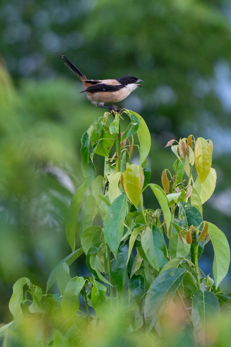 Long-tailed Shrike - ML622193148