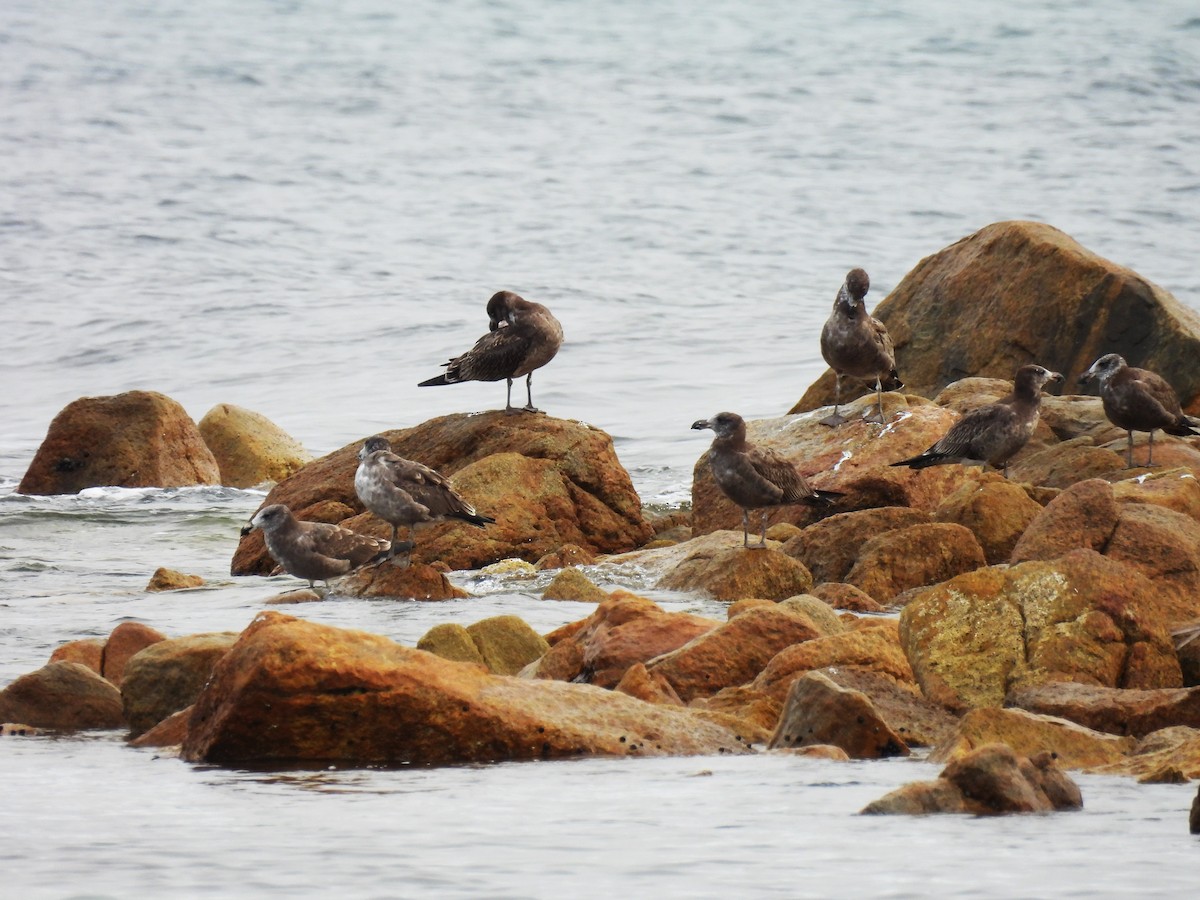 Pacific Gull - ML622193151