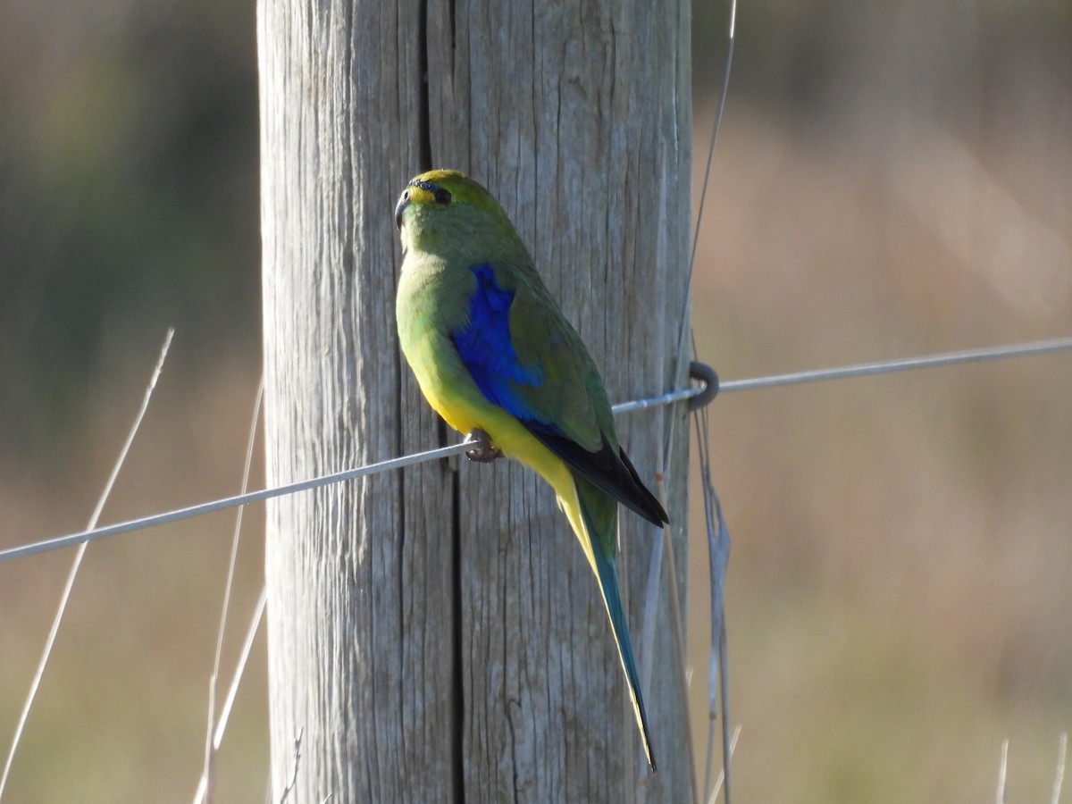 Blue-winged Parrot - Helen Erskine-Behr