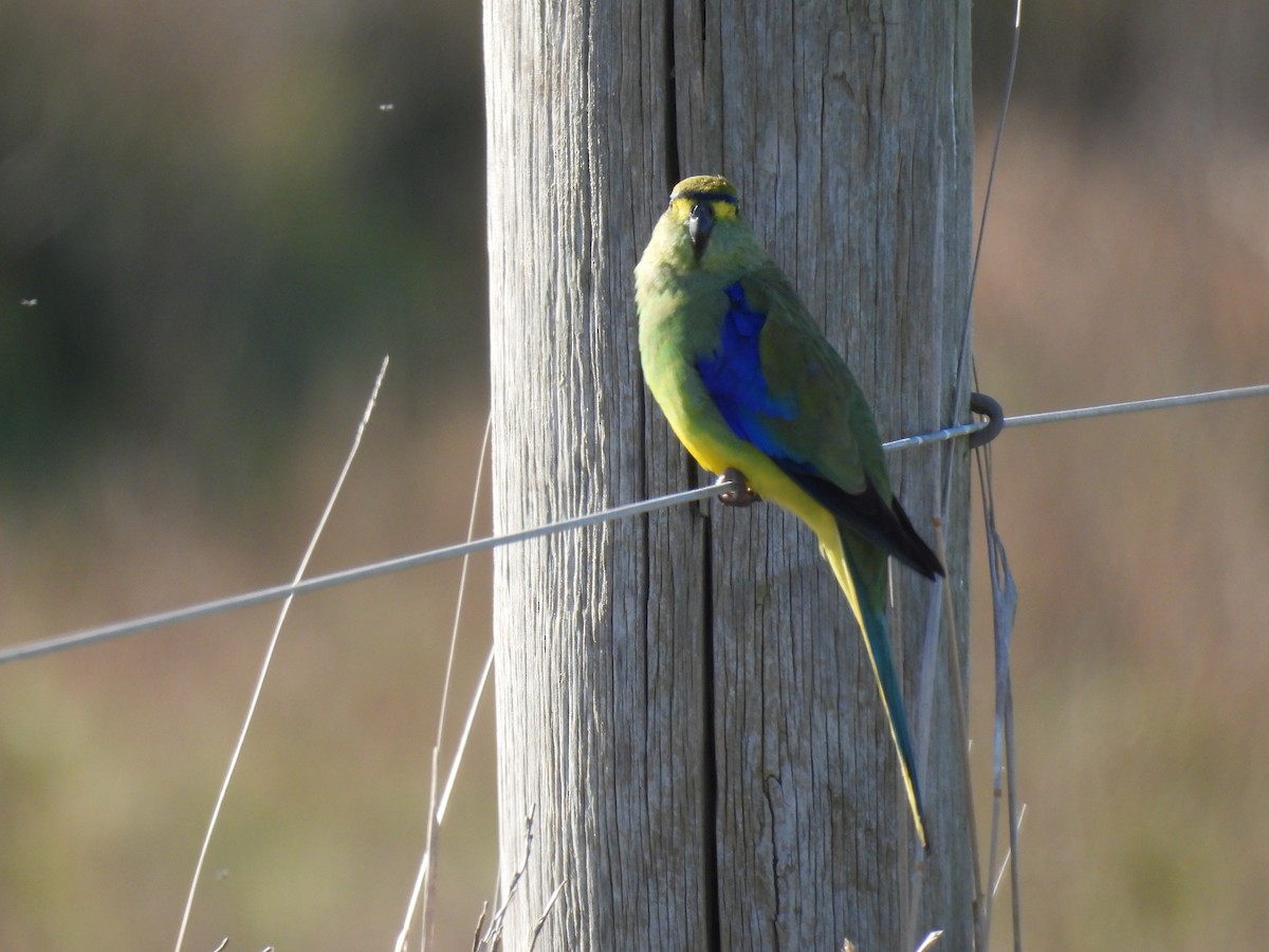 Blue-winged Parrot - ML622193155