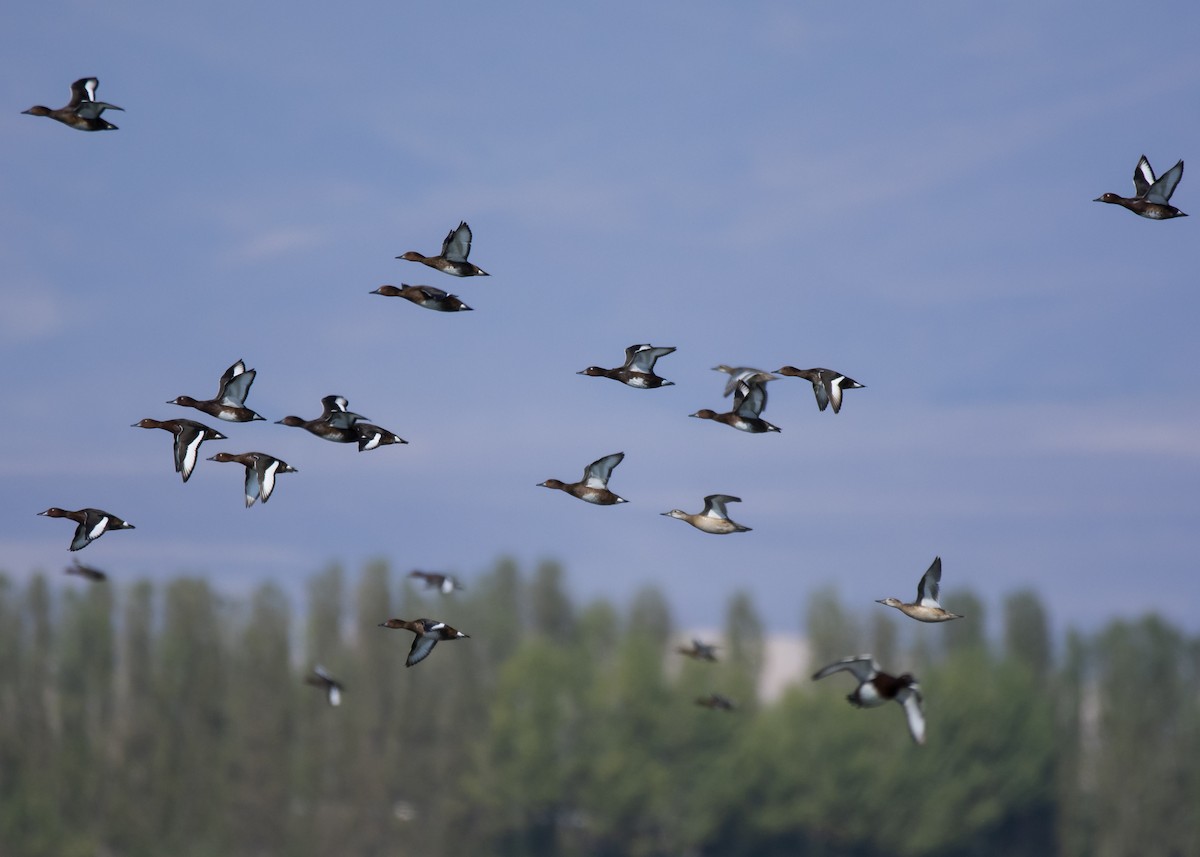 Ferruginous Duck - ML622193156