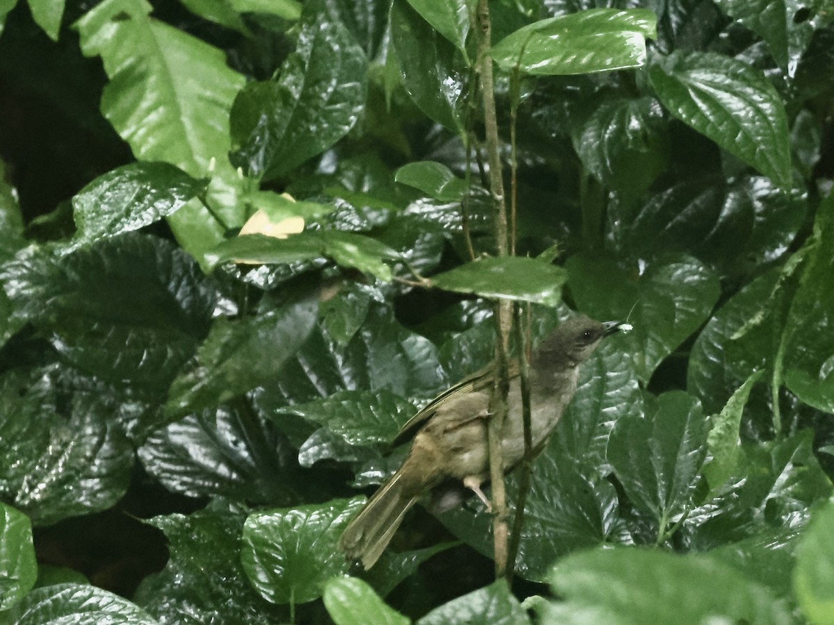 Olive-winged Bulbul - ML622193167