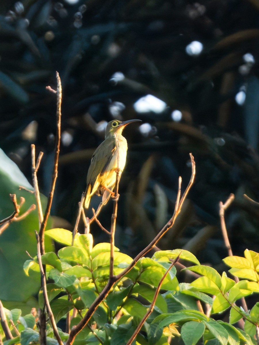 Spectacled Spiderhunter - ML622193263