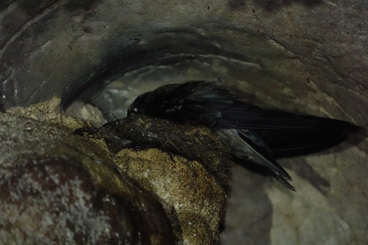 Mossy-nest Swiftlet - ML622193265