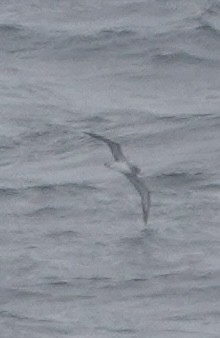 Cory's Shearwater - ML622193289