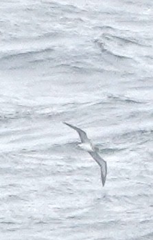 Cory's Shearwater - ML622193290