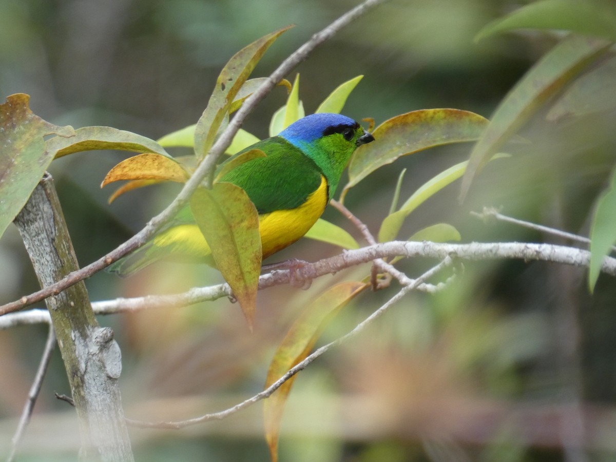 Chestnut-breasted Chlorophonia - ML622193297