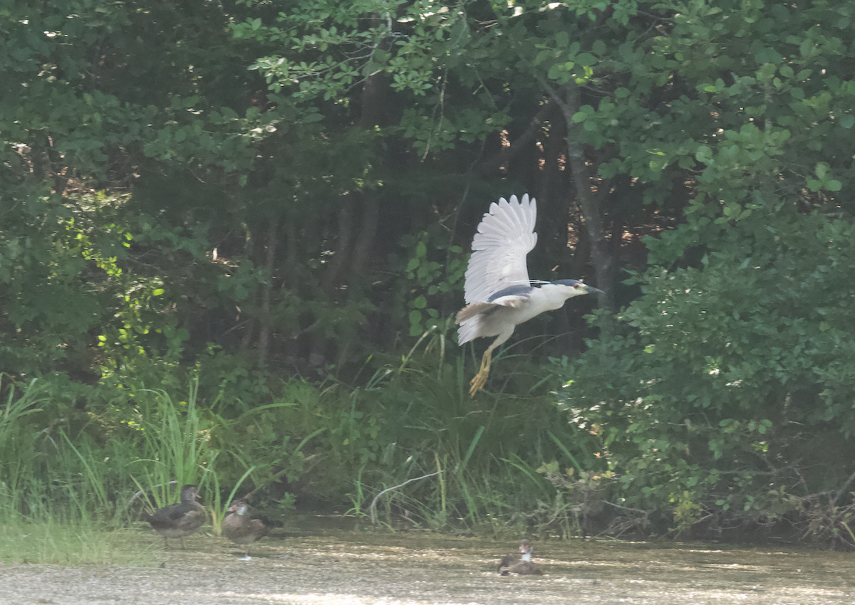 Black-crowned Night Heron - ML622193303