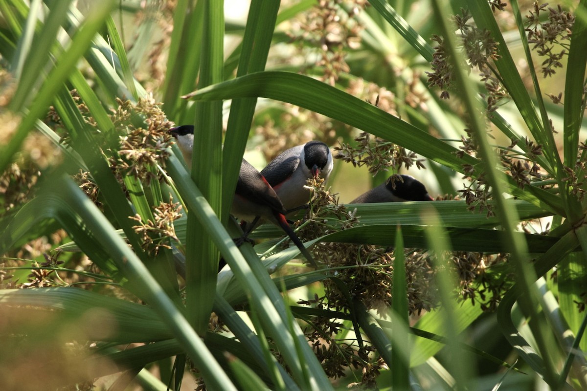 Black-crowned Waxbill - ML622193304
