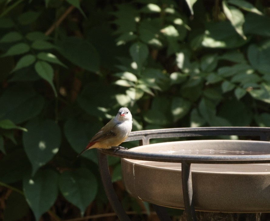 Yellow-bellied Waxbill - ML622193313