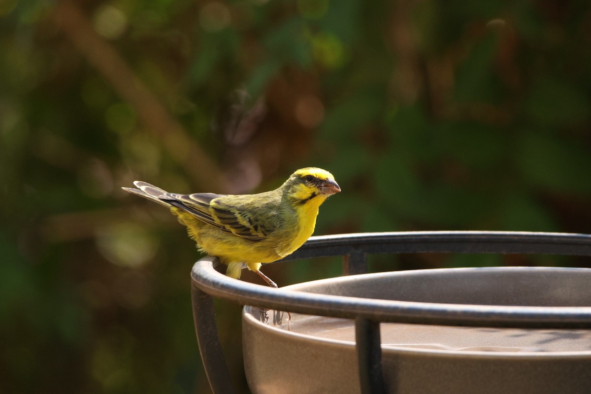 Yellow-fronted Canary - ML622193316