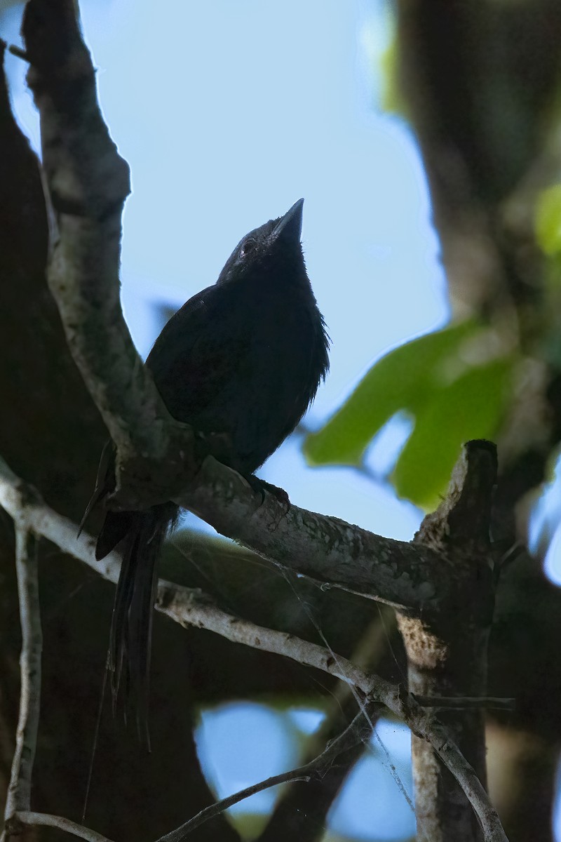 Drongo de Ludwig - ML622193364