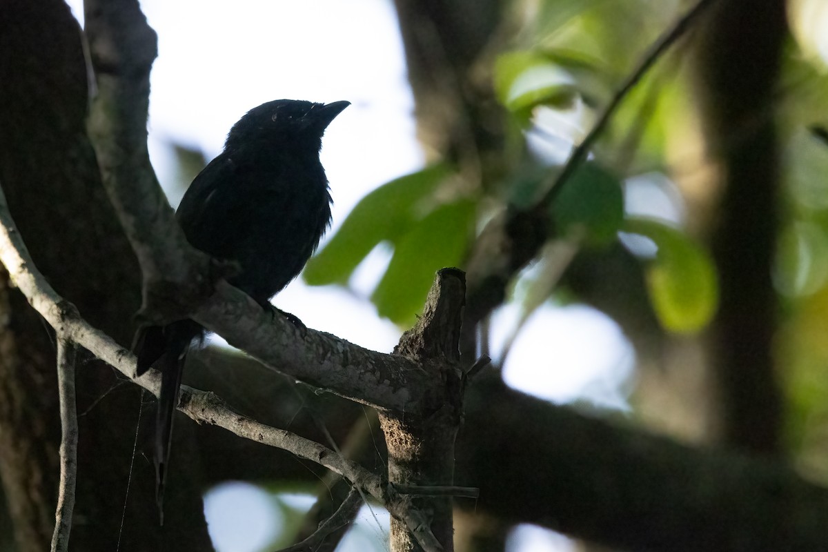 Square-tailed Drongo - Mike “Champ” Krzychylkiewicz