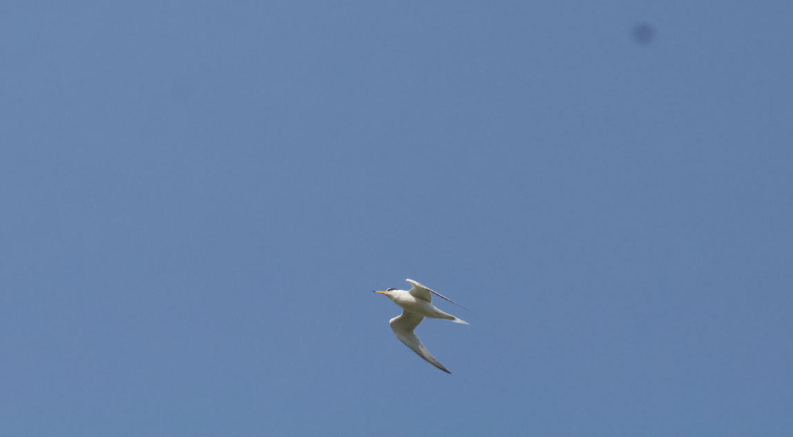 Least Tern - ML622193366