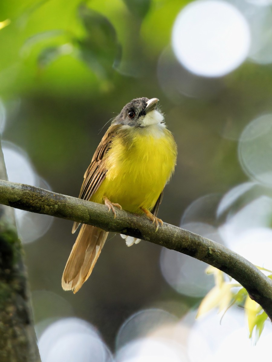 Yellow-bellied Bulbul - ML622193370