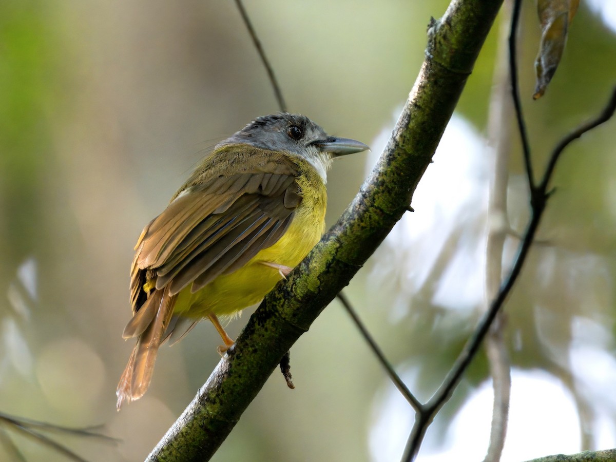 Yellow-bellied Bulbul - ML622193371