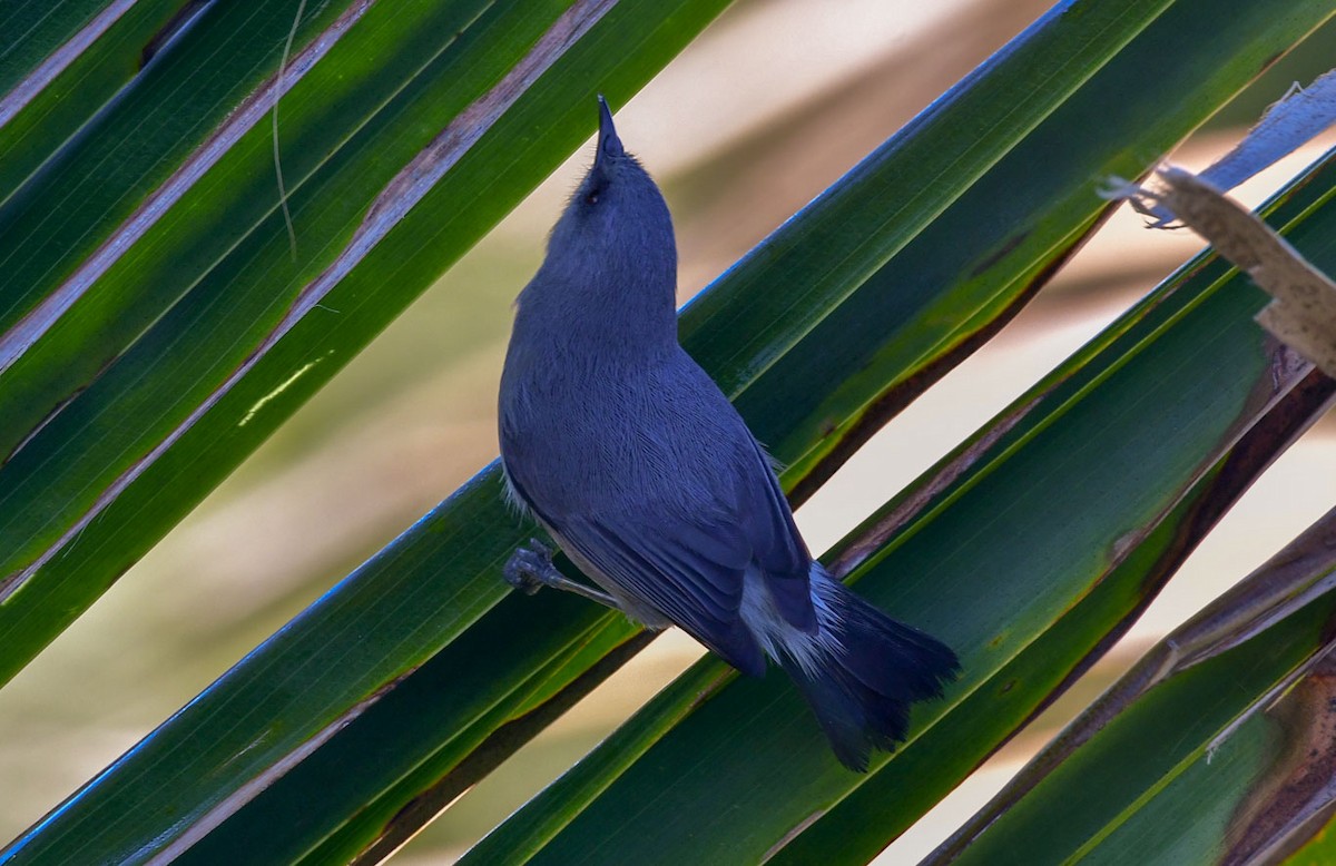 Mauritius Gray White-eye - ML622193392