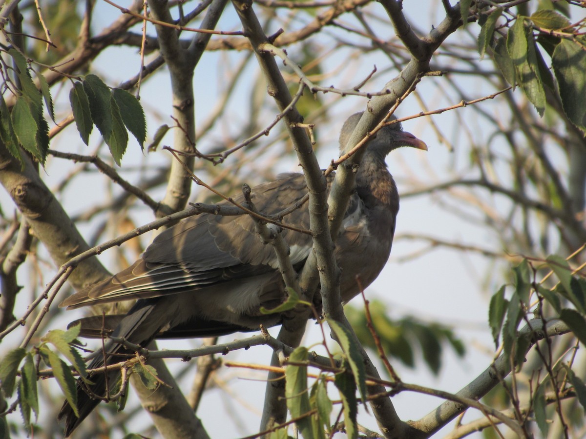 Common Wood-Pigeon - Mike Ball