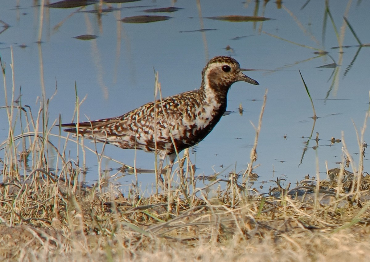 Pacific Golden-Plover - Juan Carlos Albero