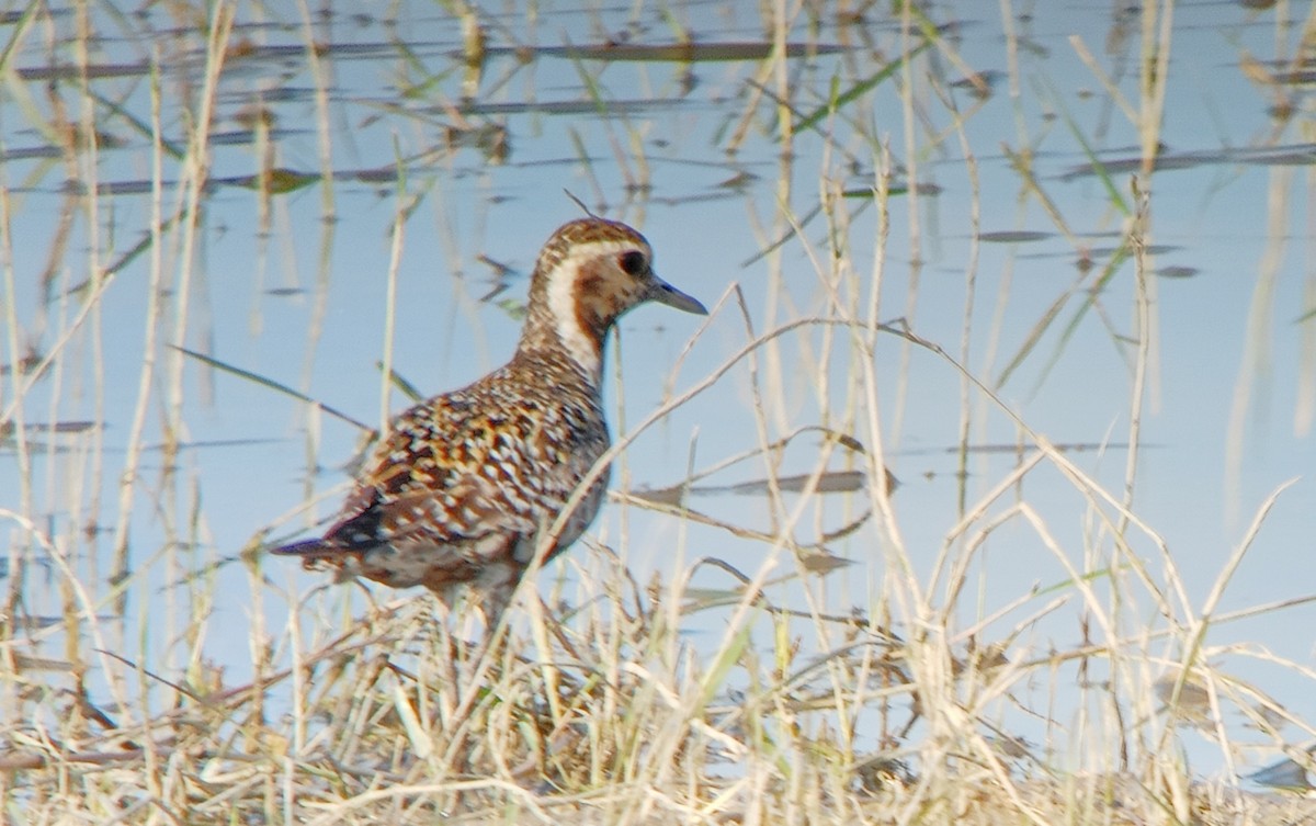 Pacific Golden-Plover - ML622193463