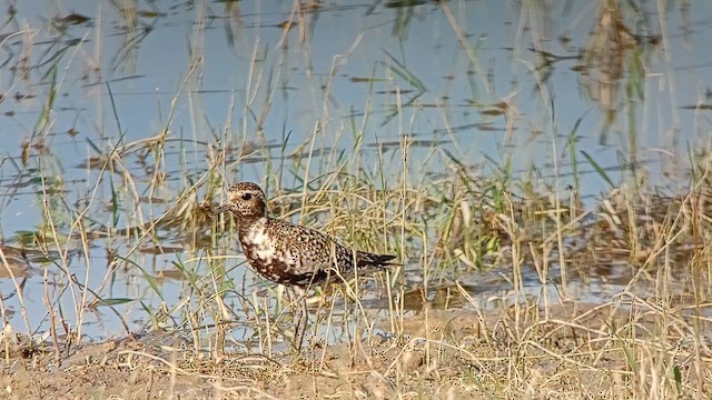 Chorlito Dorado Siberiano - ML622193465