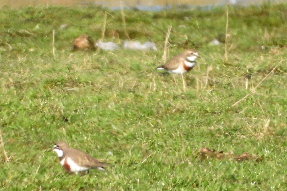 Double-banded Plover - ML622193467