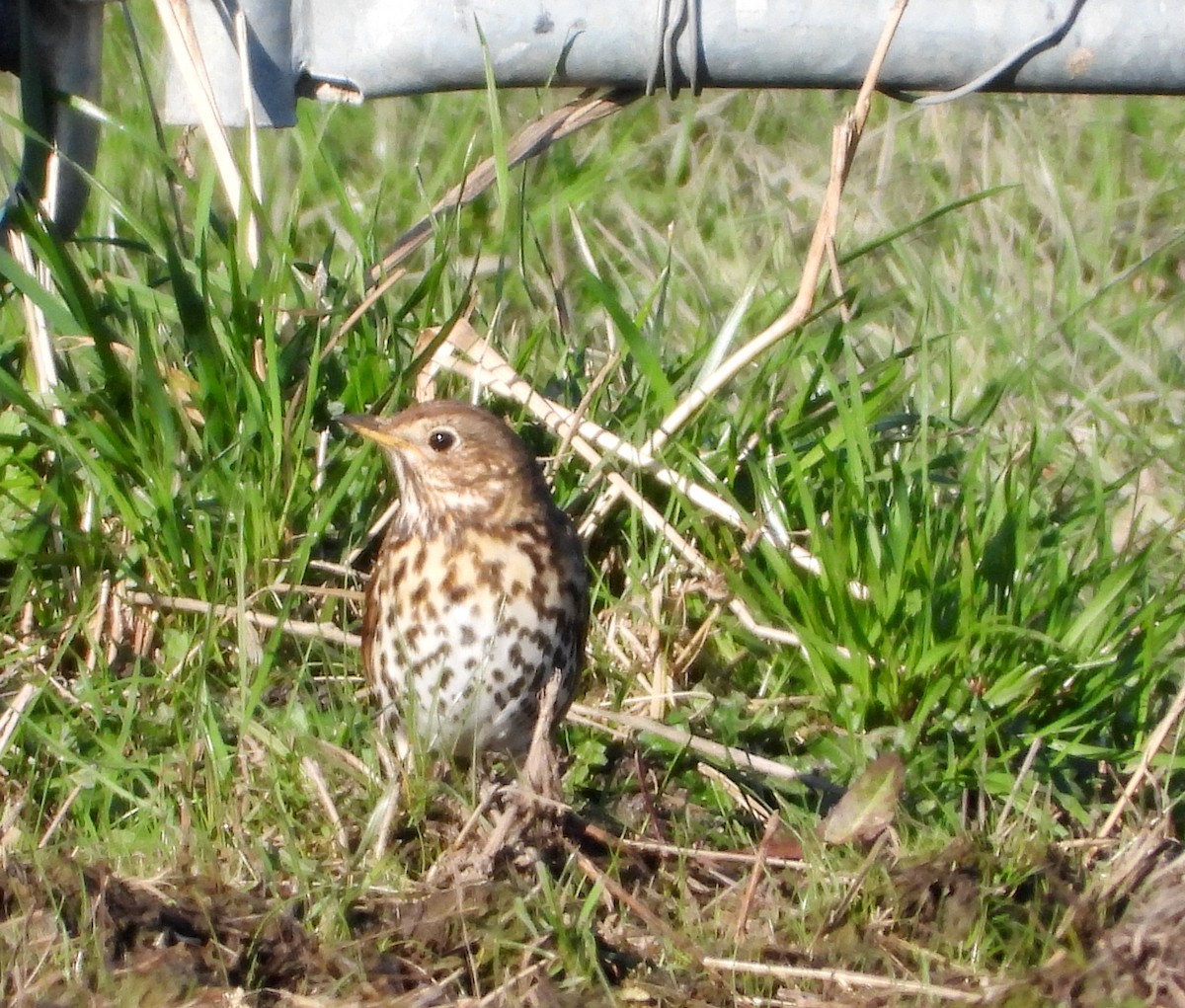 Song Thrush - ML622193468