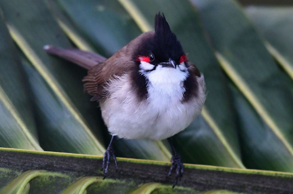 Red-whiskered Bulbul - ML622193469