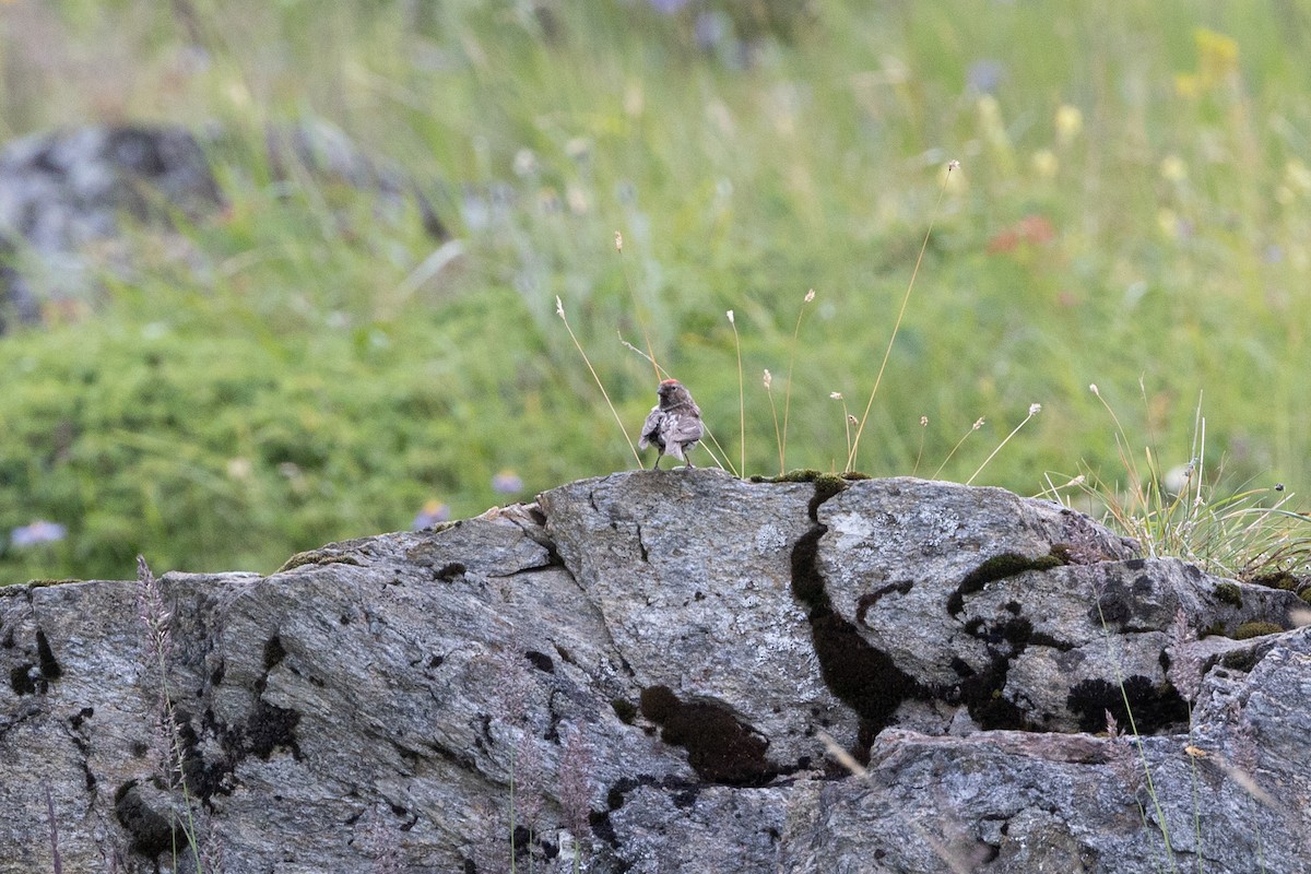 Lesser Redpoll - ML622193470