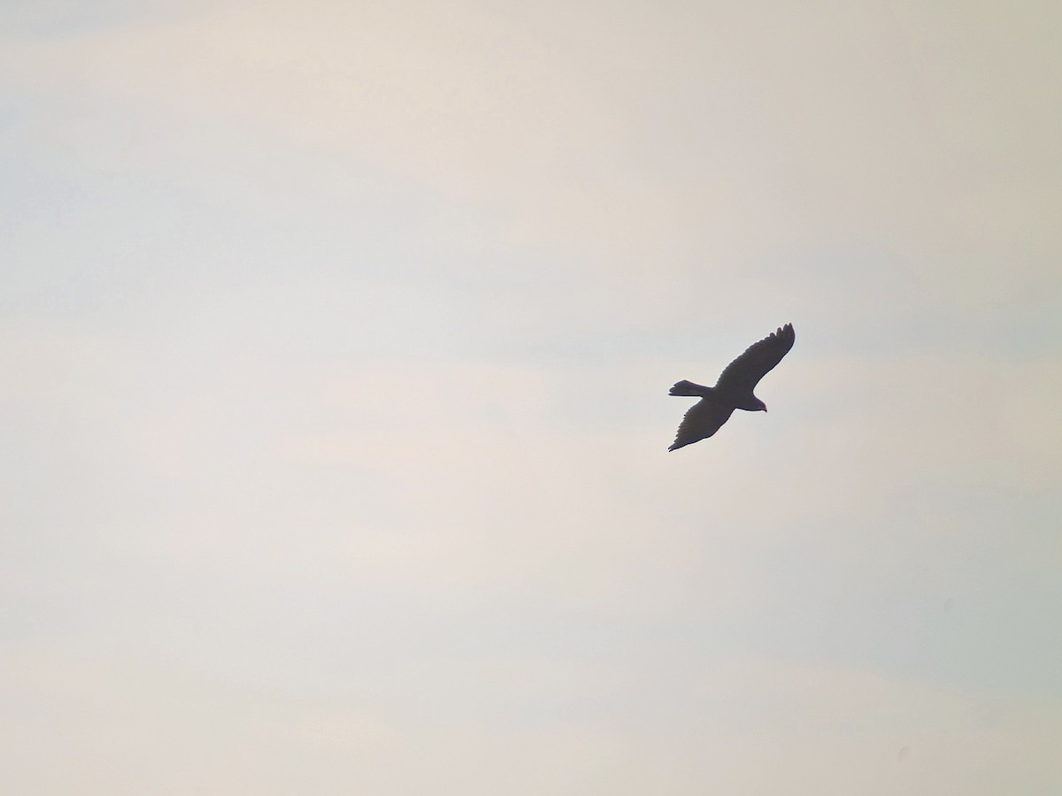 Western Marsh Harrier - ML622193474