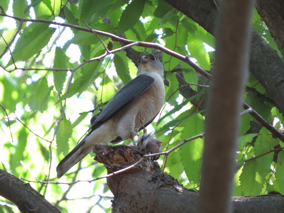 Japanese Sparrowhawk - HITOSHI IIZUMI