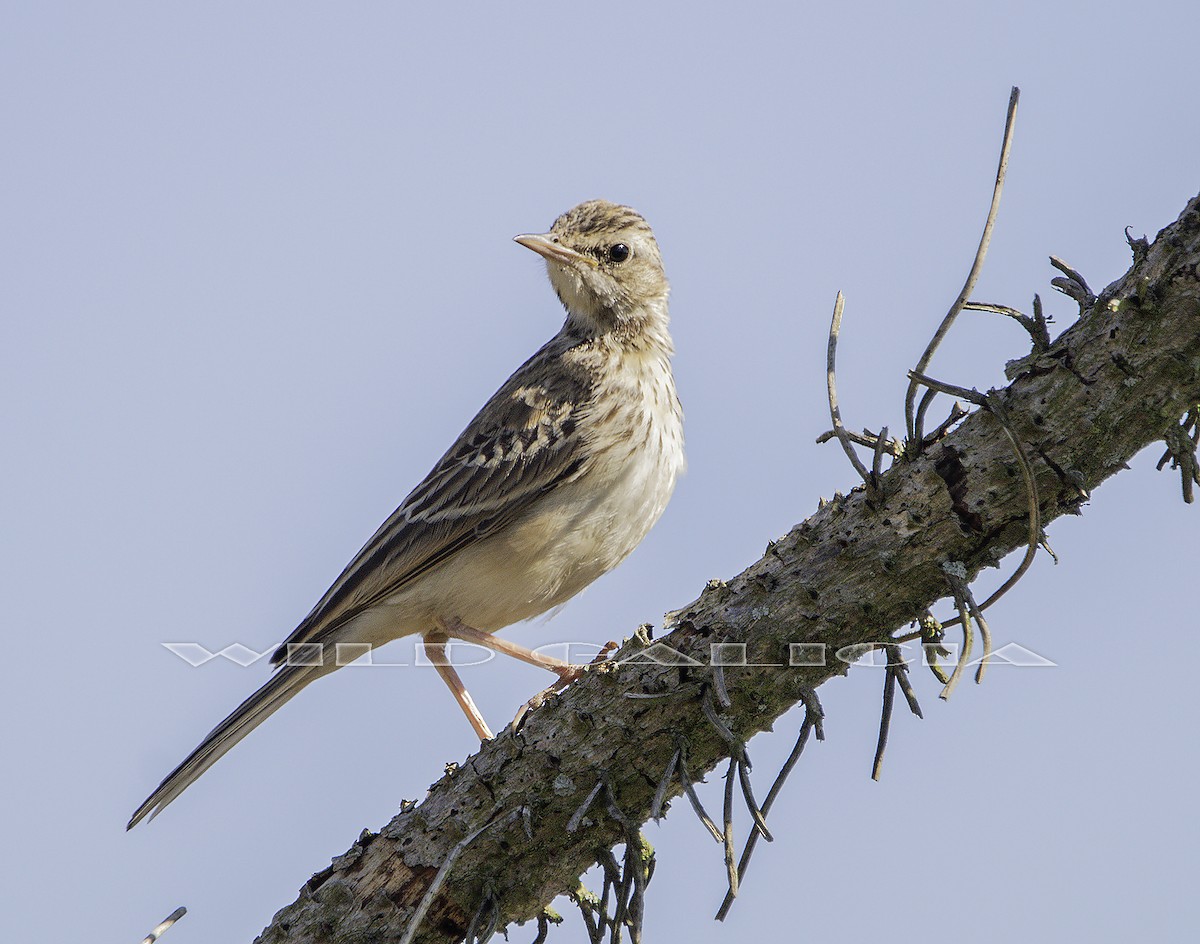 Tawny Pipit - Jorge Vilas