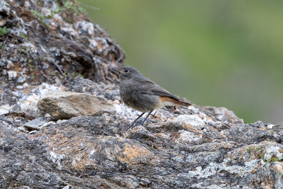 Black Redstart - ML622193477