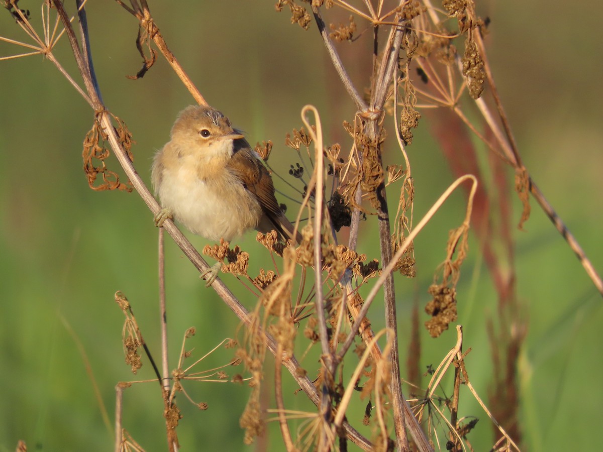 Common Reed Warbler - ML622193478