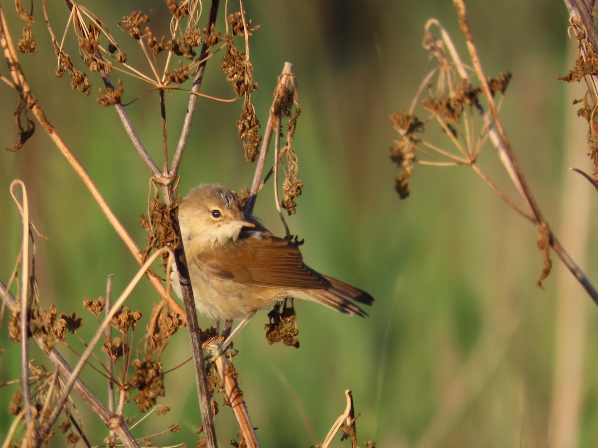 Common Reed Warbler - ML622193479