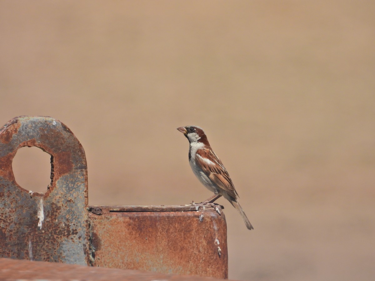 House Sparrow - ML622193481