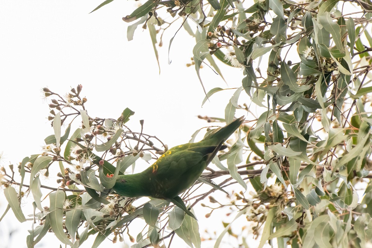 Scaly-breasted Lorikeet - ML622193482