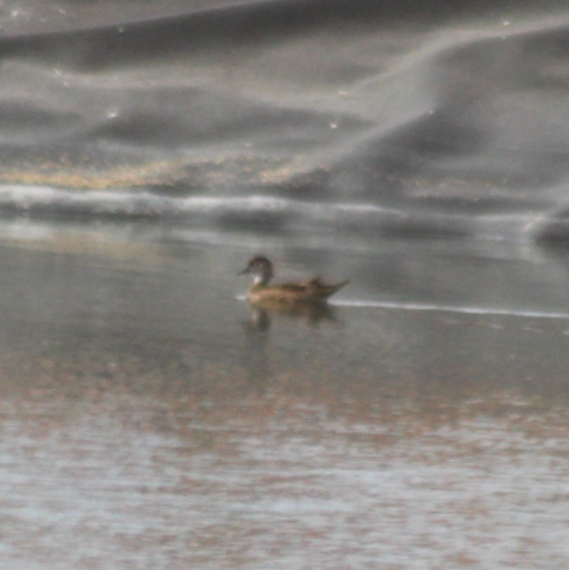 Wood Duck - ML622193483